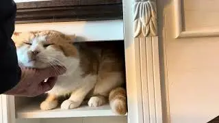 Полка для кошек