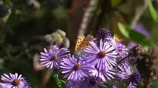 Bronze Cooper Butterfly