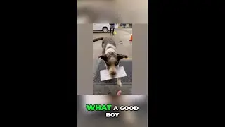 The perfect dog ever !!! #perfectdog, #smartdog The big stairs fall #stairsfall