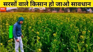 सरसों ☘️ की खेती में जनवरी में होने वाले मुख्य कार्य।🤑 #sarson 