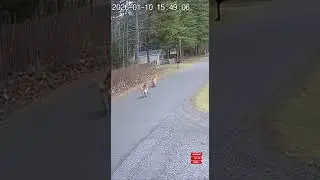 Golden Retriever Blocks Wild Wolf to Protect Child | Incredible Dog Hero Moment #animal #funny #dog
