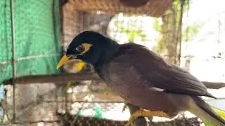 Monster of Bird Sound - Asian Tropic Bird #birds #tropical #viral #animals  #budgies