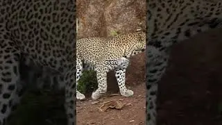 5 Fun Facts About Leopards! #amazing #facts #animals #wildlife #leopard