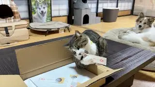視聴者様に大切なお知らせです。
