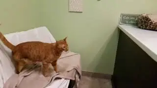 Cat with 3 legs jumping in slow motion