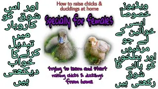 How to take care of Polish, Austrolop and Golden Heavy buff chicks and Desi Ducks