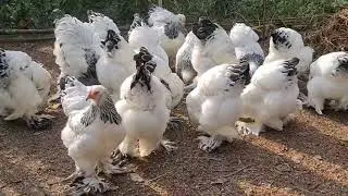 Colombian Light Brahma Chicken Baby Available 01837711945