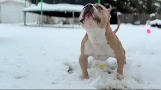 These American Bullies Are Show Quality Dogs🐶‼️