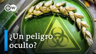 Argentina y el trigo transg&eacute;nico: &iquest;el pan nuestro de cada d&iacute;a?