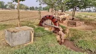 Old Traditional Irrigation Method | Ancient Water Technology System | Punjab Village Life