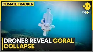 Coral Crisis Uncovered With Tech | WION Climate Tracker