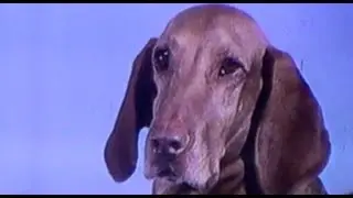 Saddest PSA Ever?  Garland Humane Society - 