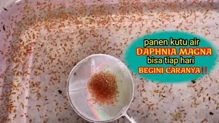 ini caranya agar bisa panen kutu air Daphnia Magna tiap hari