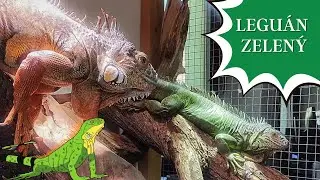 Leguán zelený (Iguana Iguana): AW #arachnoparkworld