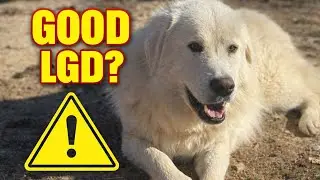 10 Signs You Have a GOOD Livestock Guardian Dog (Most People Get This Wrong)