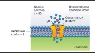 Ионные каналы