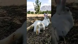 Lazy rabbit resting 🐰🤨;#resting #rabbit #cute #lazy #funny