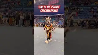 Have you ever seen a prairie chicken move like this #indigenous #dance #nativeamerican #culture