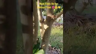 More Fruits On Our Jackfruit Tree! 🌺🤗💛
