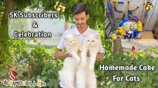 Max Birthday & 5k Subscribers Celebration 🎉❤| Homemade cake for cats