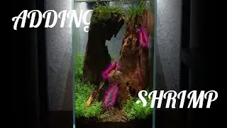 🦐ADDING SHRIMP TANK | 60 DAY UPDATE ON THE CANYON AQUASCAPE