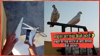 How to cut pigeon wings || Kabuatr ka par kase kate/cut kre?