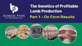 The Genetics of Profitable Lamb Production - On Farm Results