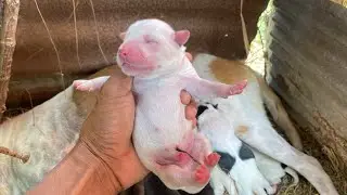 Pure white foreign dog  Its Just Born Nearly Coconut tree
