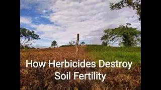 Exactly why long term herbicide use damages soil (and food productivity)