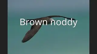 Brown noddy