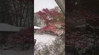 Snow is not stopping&hellip; hang in there red maple 🍁