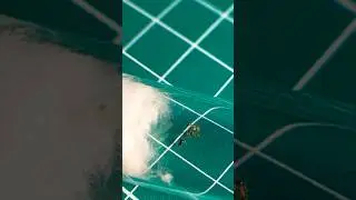 Temnothorax sp | мелкие муравьи