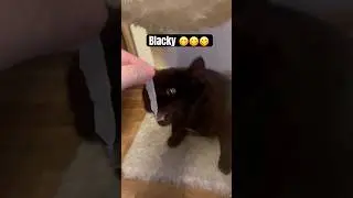 Balcky mag den luftgetrockneter Speck vom Rohschinken  😋 Deine Katze auch?