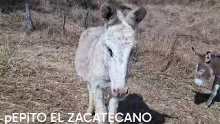 RANCHITOS DE MEXICO