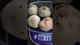 Today's Harvest - Air Potato 🥔