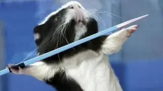 Top 10 Sportende Cavia's