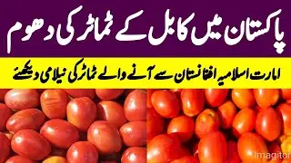 Islamabad International tomatoes market Update | 5 August 2025 | Today Auction Prices | Sabzi Mandi 