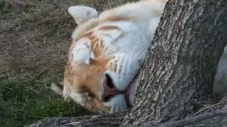 Most wild animals are never completely sleeping | The ears are always awake!