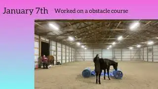 Week one of AQHA young horse development program with blue