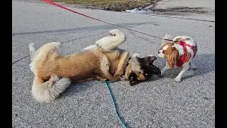 The Akita and the Cavalier