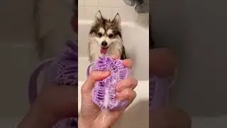 ✨Shower day🛁✨ #dogbath #dogshower #dogmom #pomsky
