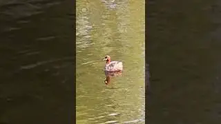 #little #grebe #bird #floating on #waterbody #wetlandwildlife #nature #shorts #shortsfeed