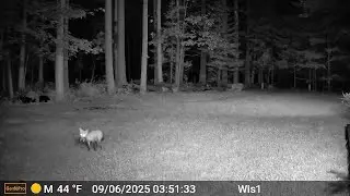20250906 035122 Fox carrying something backyard gamecam clips