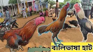 বালি ভাষা হাট সবথেকে ভালো কোয়ালিটির মুরগি পাওয়া যায়।। Balibhasa haat aessl murgi
