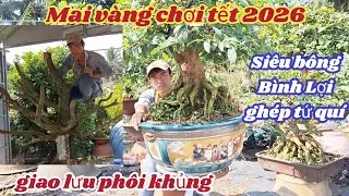 28/01/2026💥Mai vàng chơi tết 2026-siêu bông bình lợi ghép tứ quí ☎️0384 930 158 Nghĩa 