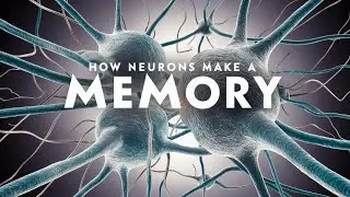 Unraveling Memories: The DNA Connection 🧬
