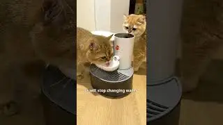 Automatic Water Dispenser for Pets &ndash; Keep Your Pet Hydrated Anytime! 🐱💦 #petwaterdispenser