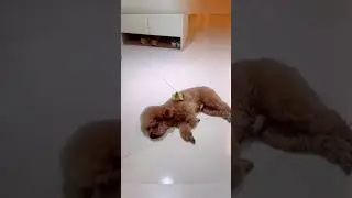 Puppy and little duck are good friends #dog #puppy #duck #pets #funny #dogvideo #doglover #cutedog