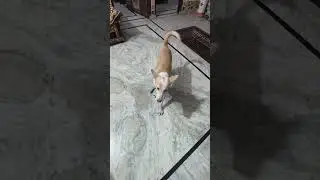 Tuffy ko khelna hai mere sath. &hearts;️ #shortvideos #ytshorts #doglife #trending