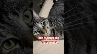 time to check my social media. #cat